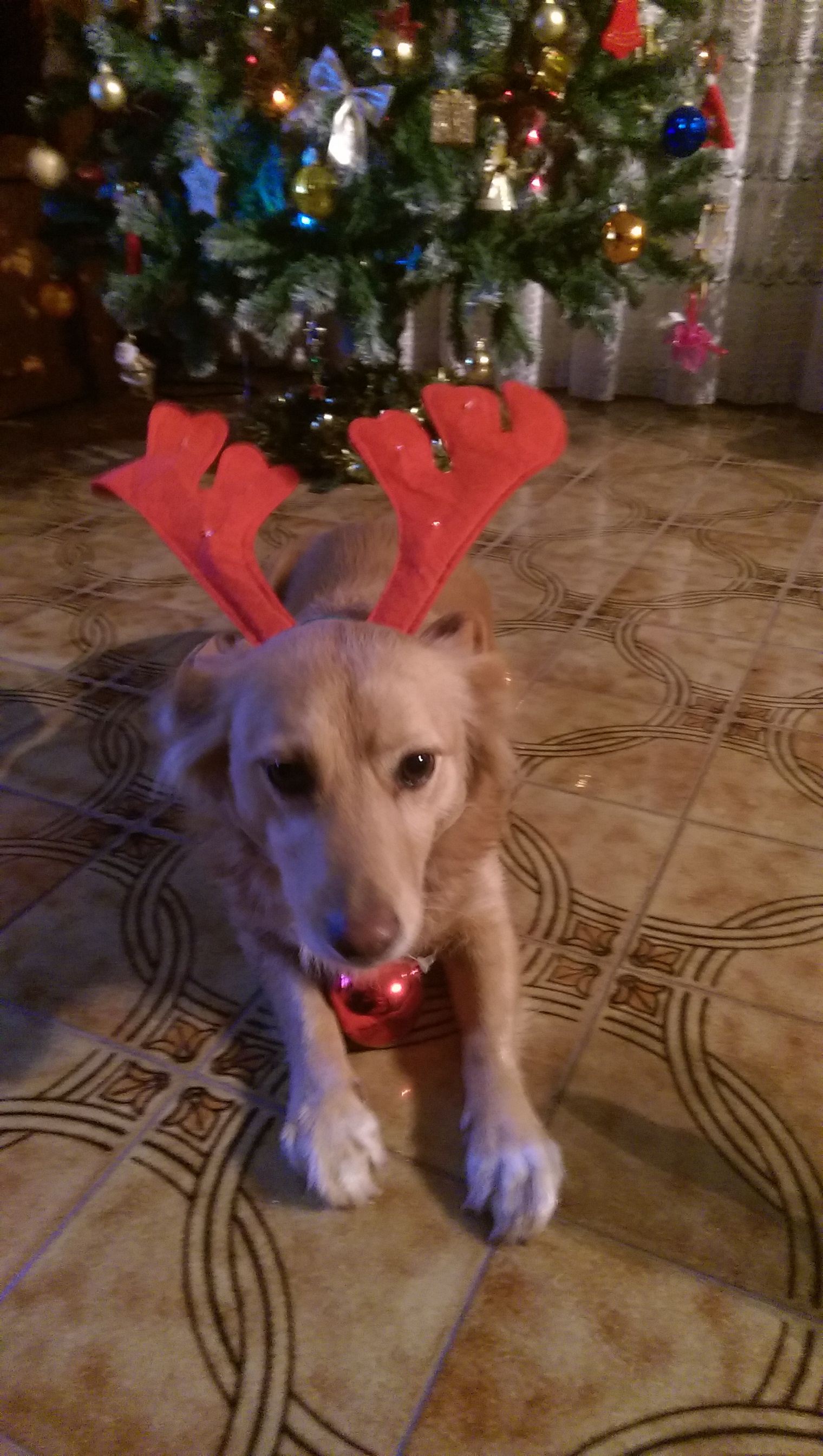 La Cherry, nova substituta del Rudolph del Pare Noel!