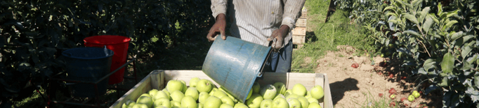 ⏯️ La collita de poma Golden arrenca amb més d'una setmana d'antelació i es preveu passar les 95.500 tones