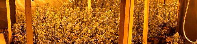 Detinguts dos homes per cultivar més de 1.300 plantes de marihuana en una finca de les Basses d'Alpicat