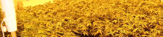 Detinguts dos veïns del Pla d'Urgell per cultivar gairebé 2.000 plantes de marihuana