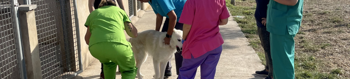 La Paeria realitza el xipatge i revisió dels gossos del refugi en col·laboració amb la UdL