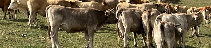 ⏯️ Les més de 1.500 vaques que han passat l'estiu a la muntanya de Llessui tornen cap a casa