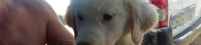 Rescaten cinc cadells abandonats en un tub de reg