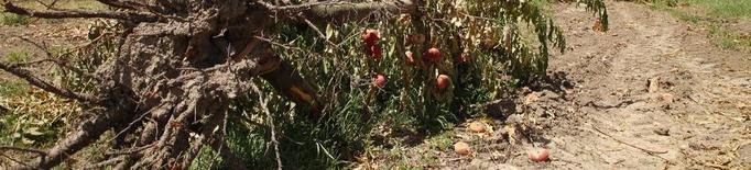 Catalunya, lluny del mínim per a l'arrancada de fruiters