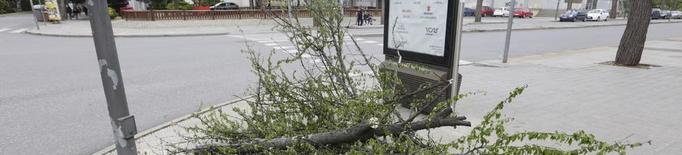 Retiren un arbre caigut enmig del carrer a Pardinyes