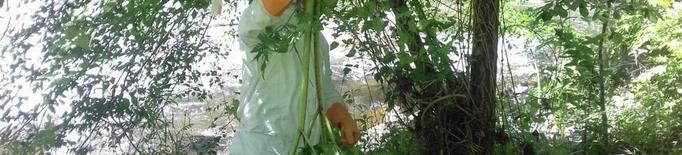 Retiren una planta tòxica originària d’Àsia del curs del Segre a l’Alt Urgell