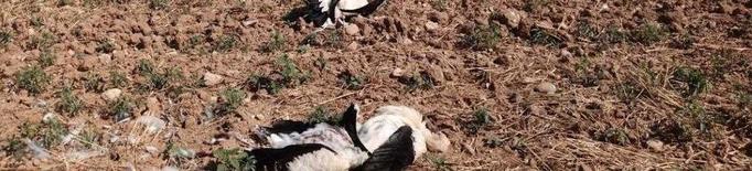 Més de 30 cigonyes mortes a la línia de l’aeroport Lleida-Alguaire