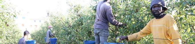 Borses de treball en marxa per buscar temporers per a la fruita