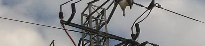 Denuncien la mort d’aus en torres elèctriques, 600 de les quals protegides