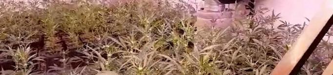 Cau una xarxa de tràfic de marihuana que tenia una plantació al Tarròs