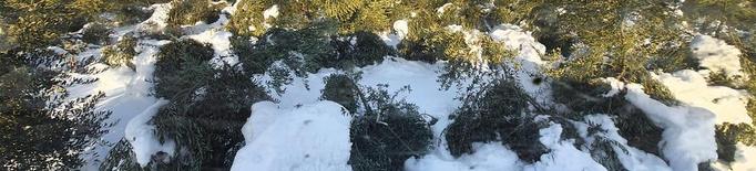 Garrigues alerta de danys greus pel fred en oliveres