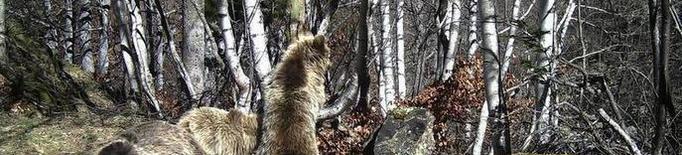 Ramaders d’Aran diuen que aquest és el pitjor any des de l’arribada de l’ós