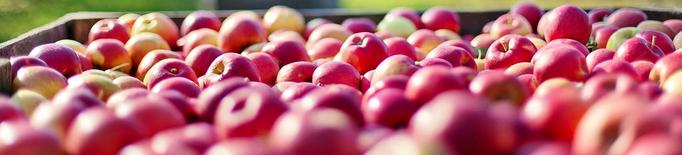 Afrucat preveu que les existències de poma a les cambres catalanes no arribaran fins a l’estiu