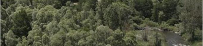 Els boscos del Pirineu produeixen ja fins a 250 quilos de bolets per hectàrea 