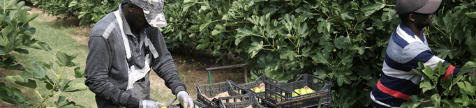 ⏯️ Alguaire comença la campanya de la figa amb més producció i bona qualitat dels fruits