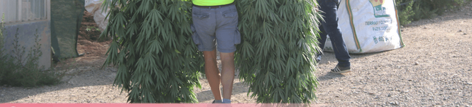 Els Mossos detenen un segon implicat en la macroplantació de marihuana d'Almatret