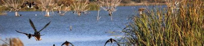 El nombre d'ocells aquàtics hivernants a la demarcació de Lleida disminueix en 1.250 exemplars