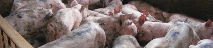 Detingut per robar 273 porcs en tres granges de les Garrigues, el Pla d'Urgell i el Segrià