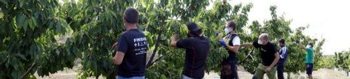⏯️ Pocs joves i aturats accepten la crida dels pagesos per treballar a la fruita