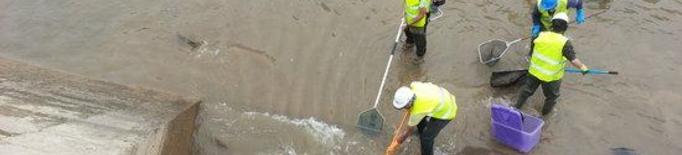 Imatge del rescat de peixos que s'està fent abans de buidar els canals de Balaguer, Térmens i Lleida