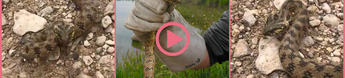 ⏯️ Els Agents Rurals rescaten una serp atrapada a Arbeca