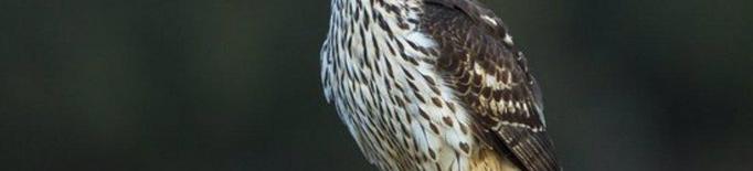 Confirmat al Segrià un cas de virus del Nil Occidental en un ocell rapinyaire