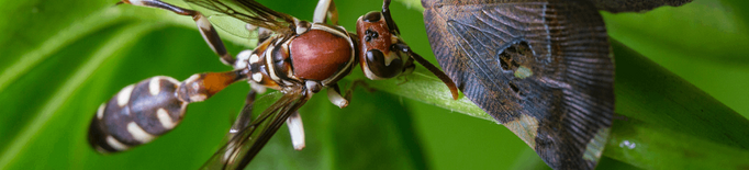 ℹ️ Els insectes més perillosos del món