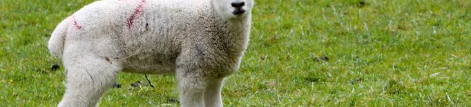 Les vendes de carn d’oví cauen més d’un 90% pel coronavirus
