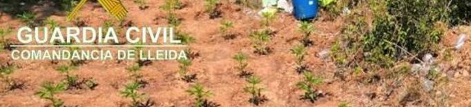 Detingut per cultivar 2.400 plantes de marihuana a Os de Balaguer