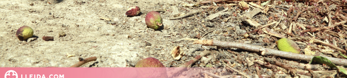 El canal d'Urgell programa el primer reg de supervivència dels fruiters