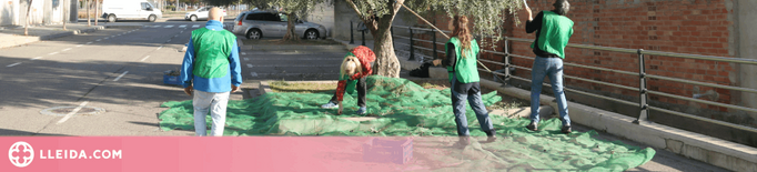 Voluntaris espigolen uns 200 quilograms d'olives en tres barris de Lleida per ajudar entitats socials