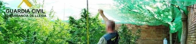 Cops policials contra el tràfic de marihuana a Bellvís i Alcarràs
