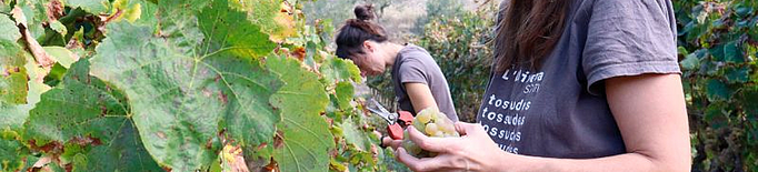 L'Olivera inicia el camí cap als vins de mínima intervenció