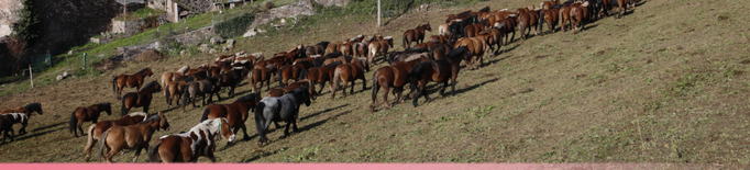 ⏯️ Més de 200 cavalls en transhumància travessen el Pallars Sobirà de punta a punta