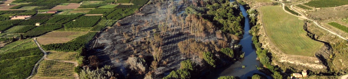 L'incendi forestal de Seròs crema unes 46,5 hectàrees de bosc de ribera