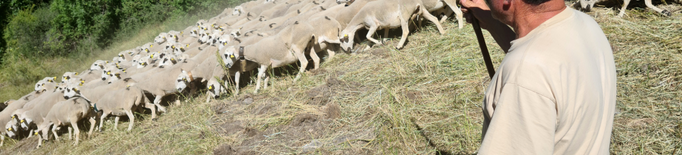 ⏯️ Dos atacs consecutius d'os posen fi a l'explotació d'ovelles del Pallars Sobirà