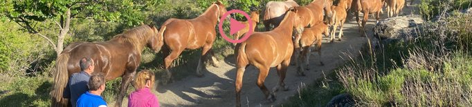 ⏯️ Prop de cent persones acompanyen el bestiar de Llívia en el camí de la transhumància