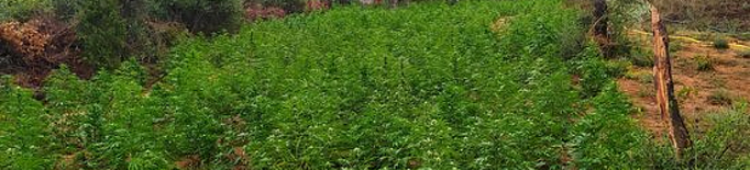 Els Mossos desmantellen una plantació de marihuana a l'Albagés