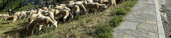 Les 450 ovelles del pastor del Pallars Sobirà ja estan de camí a les Garrigues
