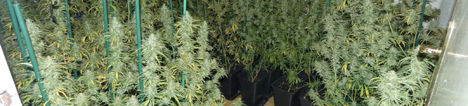 Detinguda per tenir més de 250 plantes de marihuana en un pis d'Agramunt
