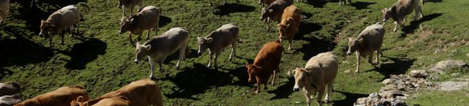 ⏯️ Una trentena de ramaders recullen les més de 1.200 vaques que han passat l'estiu a la muntanya