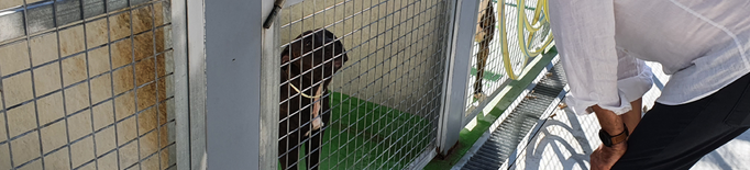La Paeria fa una crida a promoure l’adopció de gats i gossos del Refugi dels Peluts