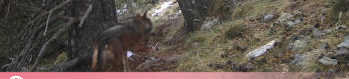 Es capta un exemplar de llop al Pallars Sobirà