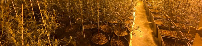 Troben més de 700 plantes de marihuana en una nau industrial a Lleida