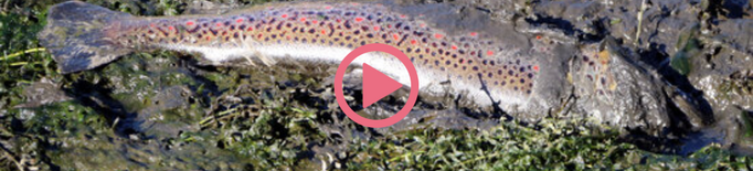 ⏯️ Denuncien la mort de peixos al pantà de la Torrassa a causa d'una "baixada brusca" del nivell d'aigua