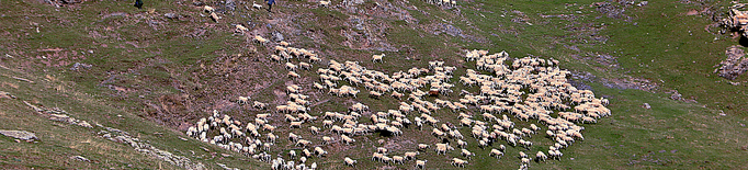 El Pallars Sobirà ofereix formació per a les persones que volen treballar de pastor de muntanya