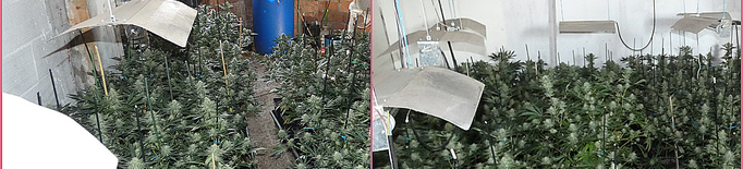 Detingut per cultivar 203 plantes de marihuana en un pis de Balaguer