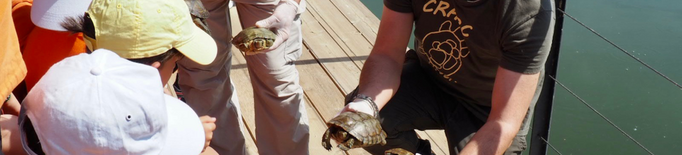 Alliberats dotze exemplars de tortuga de rierol al pantà del celler Raimat