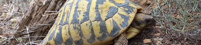 Alliberen 33 tortugues mediterrànies en una reserva de les Garrigues