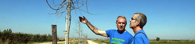 ⏯️ Part dels arbres que es van plantar a les banquetes del canal d'Urgell han mort per falta d'aigua